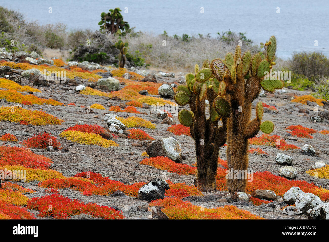 Opuntias (Opuntia echios) crescono fuori di un tappeto di Galápagos portulacastrum, Plaza Sur Island, Isole Galapagos, Ecuador, Sud Am Foto Stock