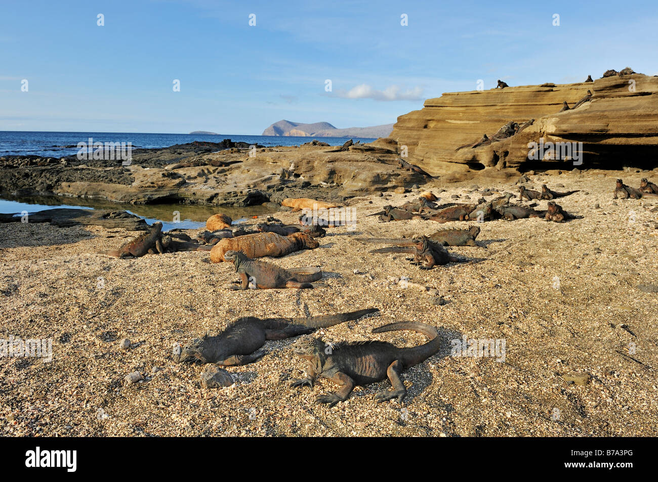 Puerto Egas Bay con iguane marine (Amblyrhynchus cristatus) anteriore, isola di Santiago, Isole Galapagos, Ecuador, Sud Amer Foto Stock