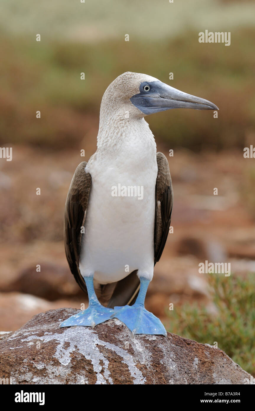 Blu-footed Bobby (Sula nebouxii), Seymour Norte isola, isole Galapagos, Ecuador, Sud America Foto Stock