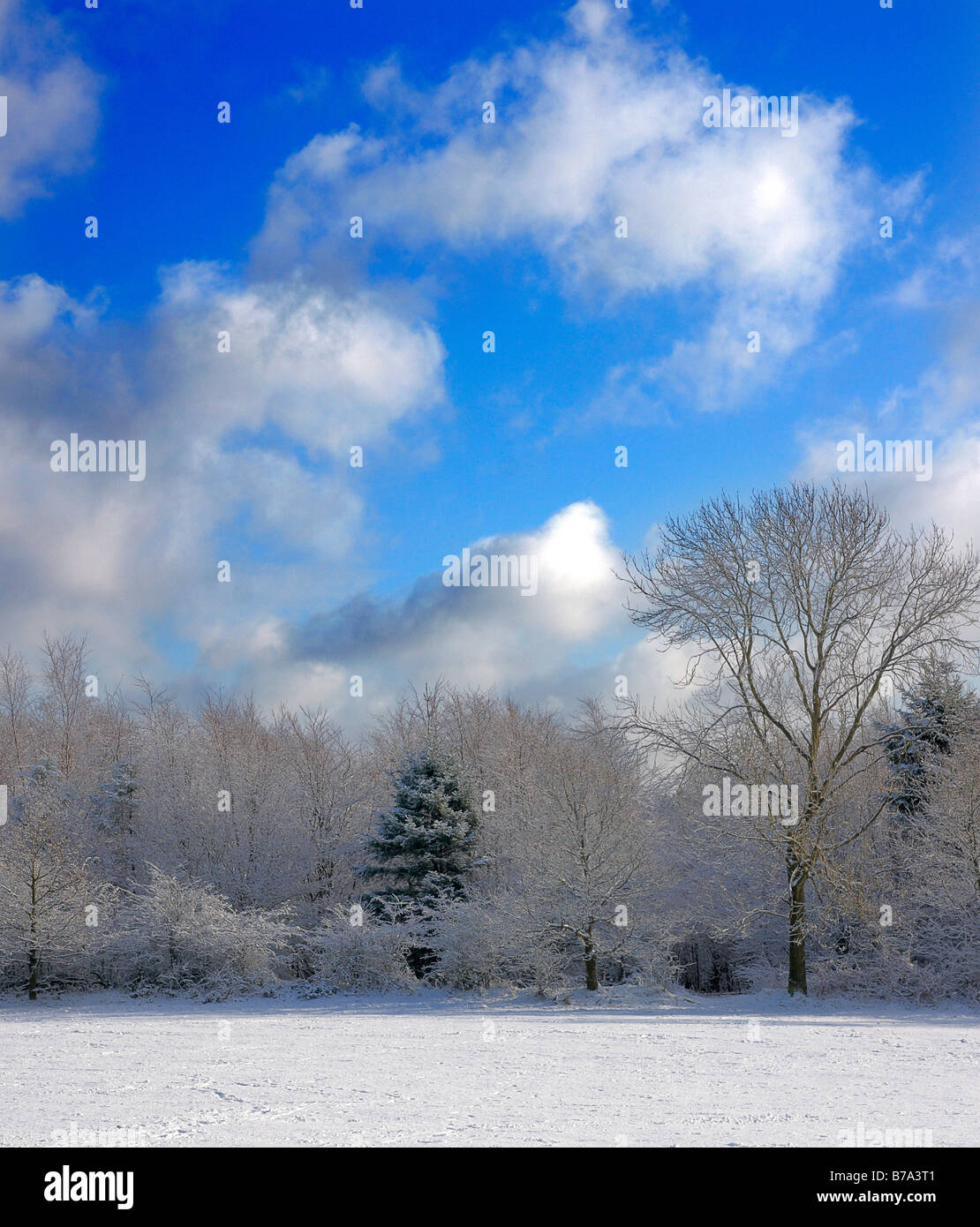 Neve e trasformata per forte gradiente la brina su alberi a Lickey Hills, Worcestershire, Inghilterra K Foto Stock