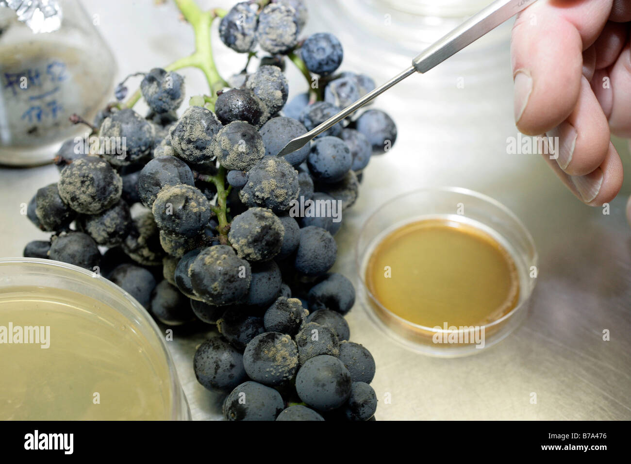 Lemberger uva con batterico o muffa grigia (Botrytis) infezione fungina in Staatlichen Weinbauinstitut laboratorio di Friburgo, Fr Foto Stock