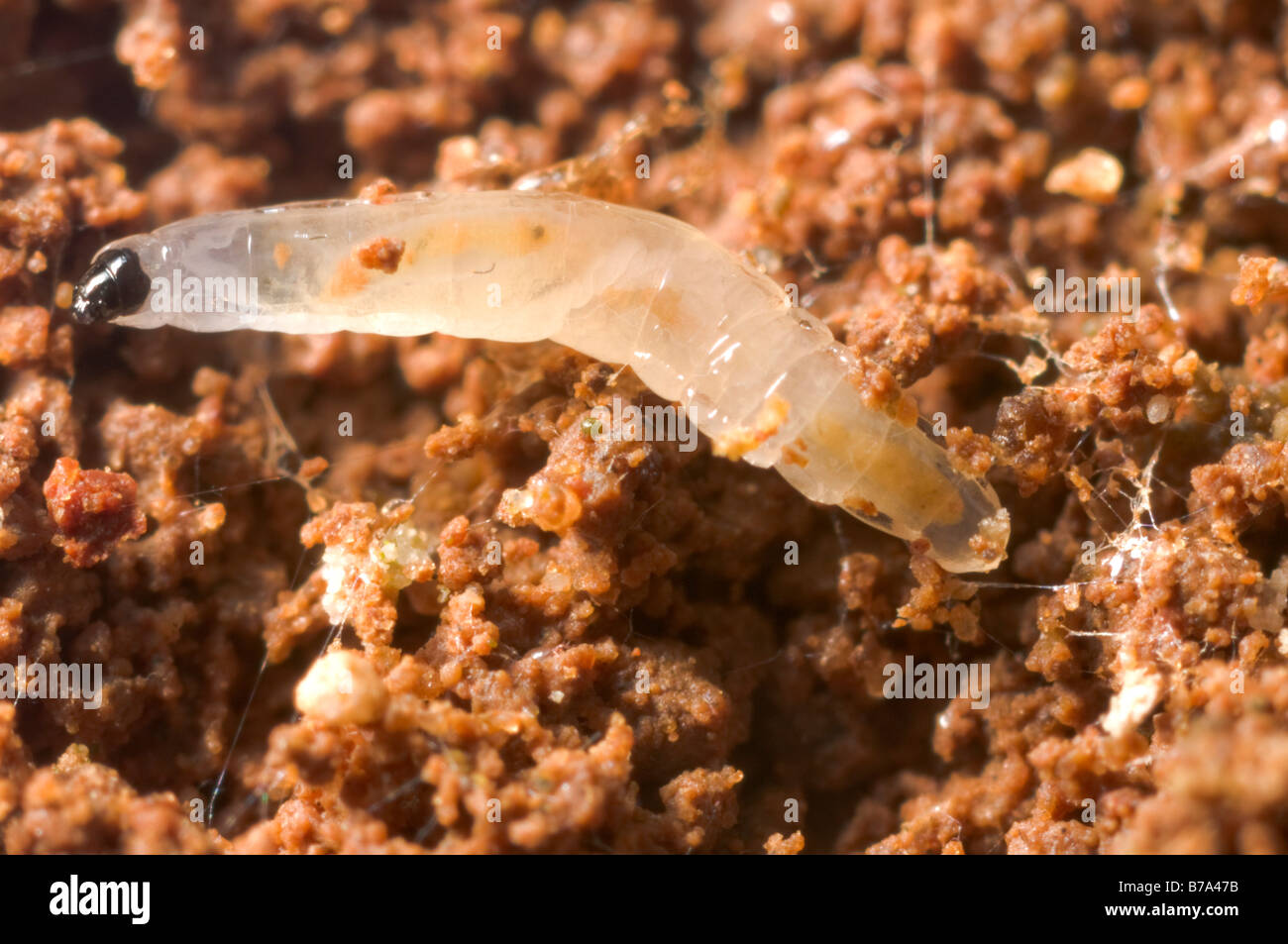 Moscerino fungo larva Foto Stock