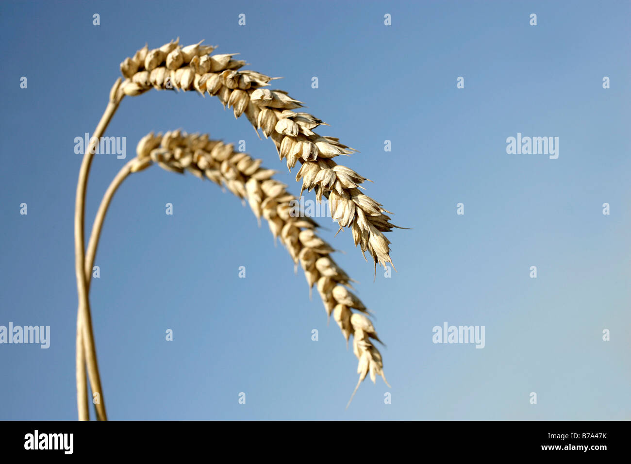 Spiga di grano Foto Stock