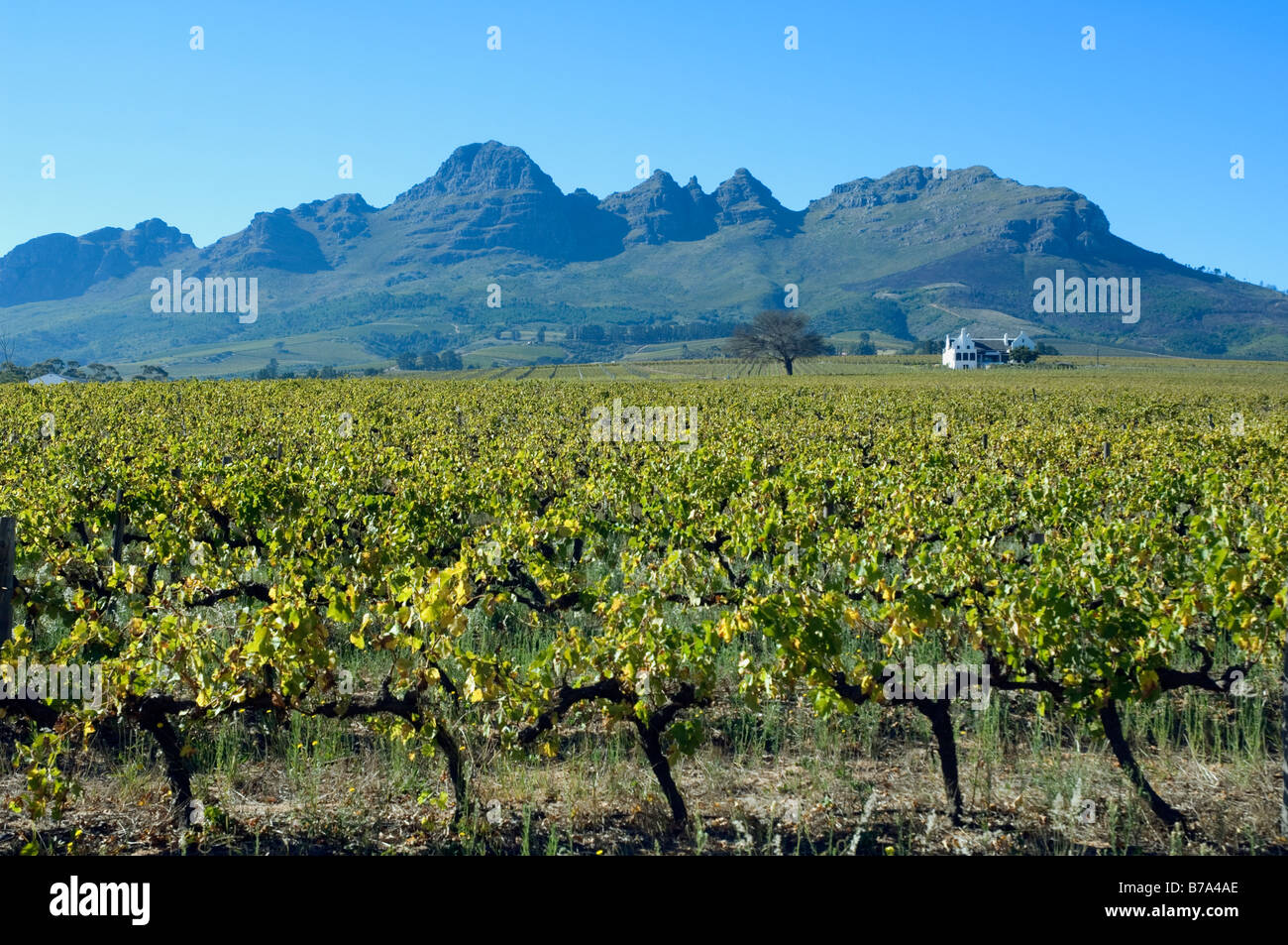 Vigneto su una piccola azienda di famiglia vicino a Stellenbosch Western Cape Sud Africa Foto Stock