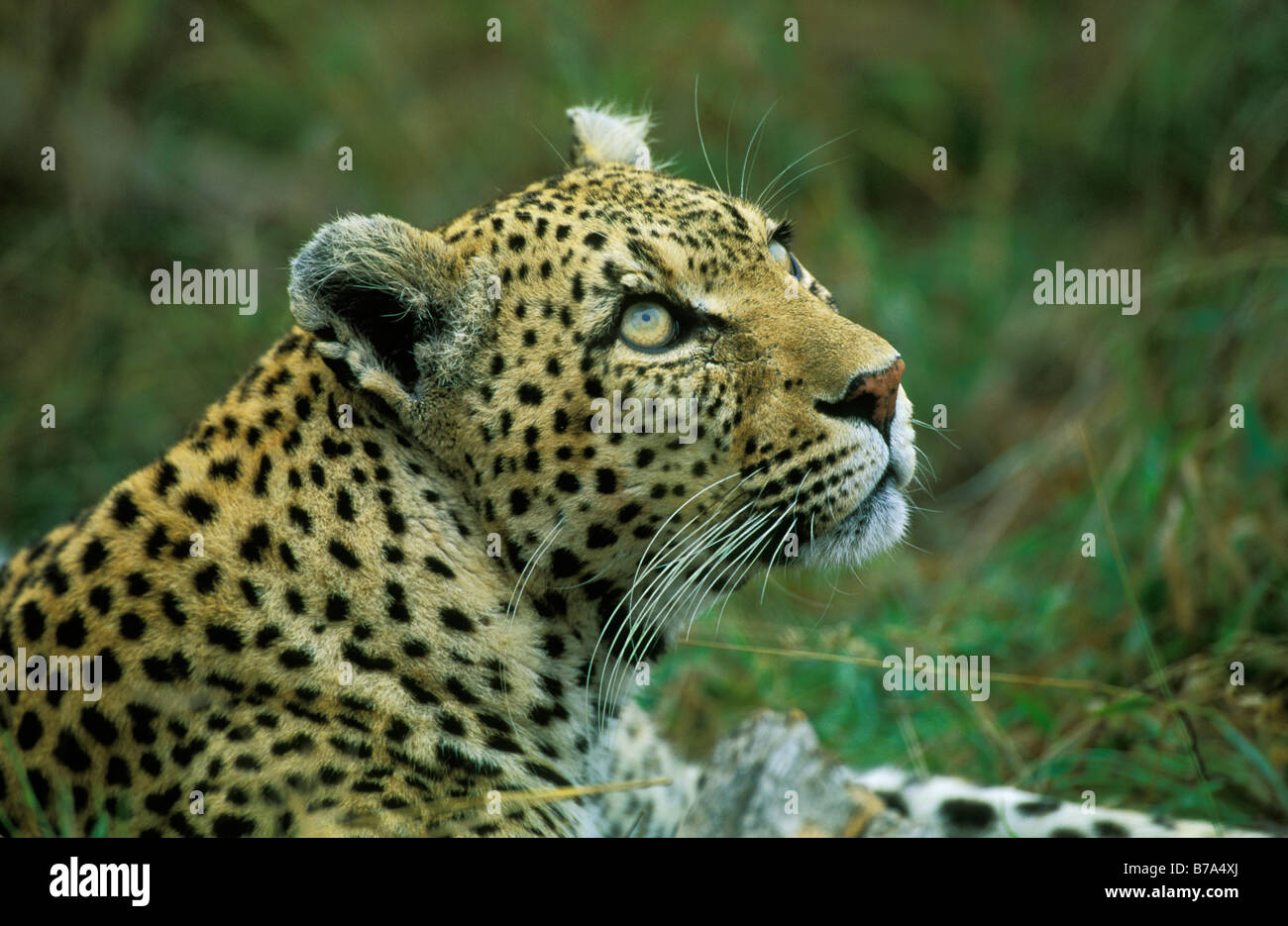 Leopard in appoggio immerso nel verde della tipica vegetazione mediterranea e guardando verso l'alto Foto Stock