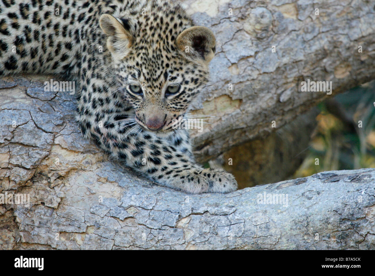 Ritratto di un leopard cub appoggiata su di un registro di caduti Foto Stock