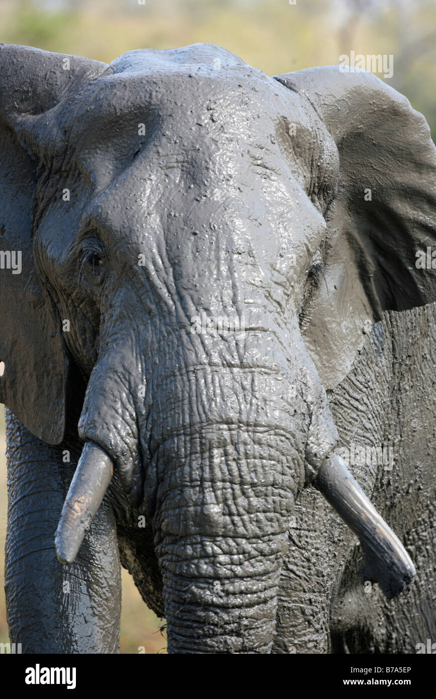 Ritratto a tenuta di un molto fangoso dell' elefante africano bull Foto Stock
