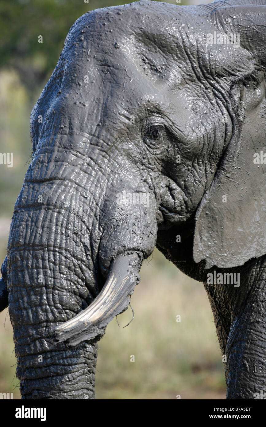 Ritratto a tenuta di un molto fangoso dell' elefante africano bull Foto Stock