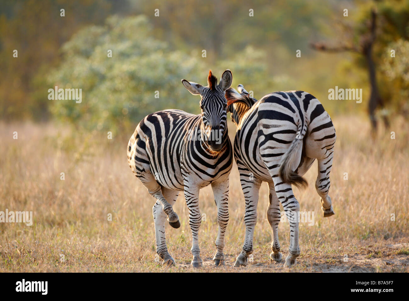 Due Burchell's zebra insieme permanente ogni loro sollevamento posteriore destro dello zoccolo al suolo Foto Stock