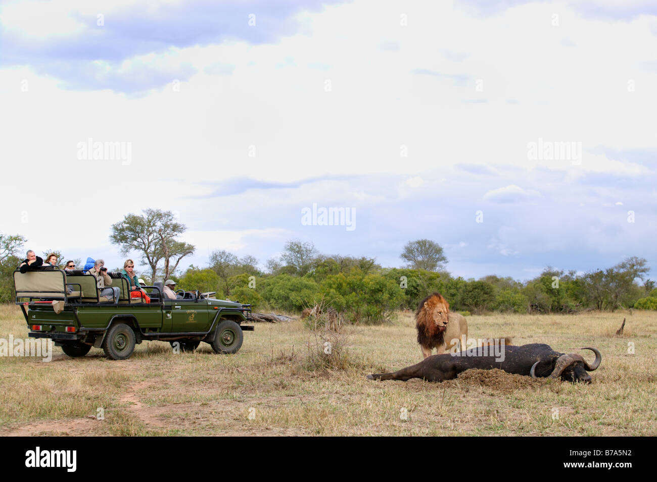 I turisti in un gioco aperto guidare il veicolo guarda i lions alimentazione su un bufalo kill Foto Stock