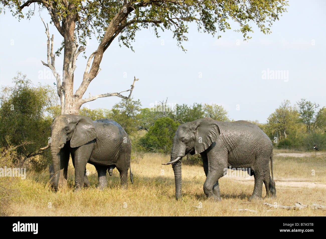 Due elefanti fangoso in piedi sotto un albero dopo aver un buon bagno di fango Foto Stock