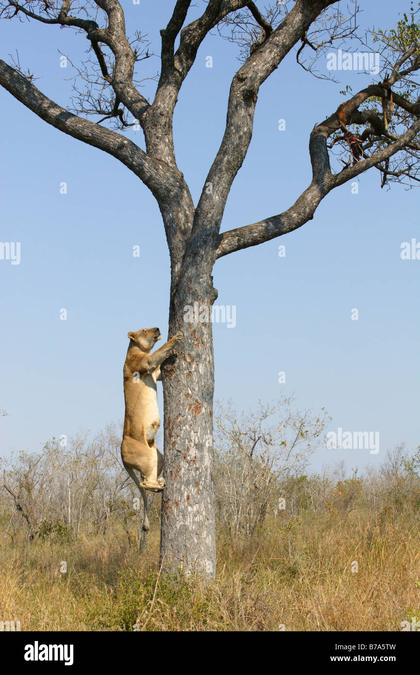 Una leonessa di arrampicarsi su un albero di Marula per neutralizzare i resti di un kill di Leopard Foto Stock