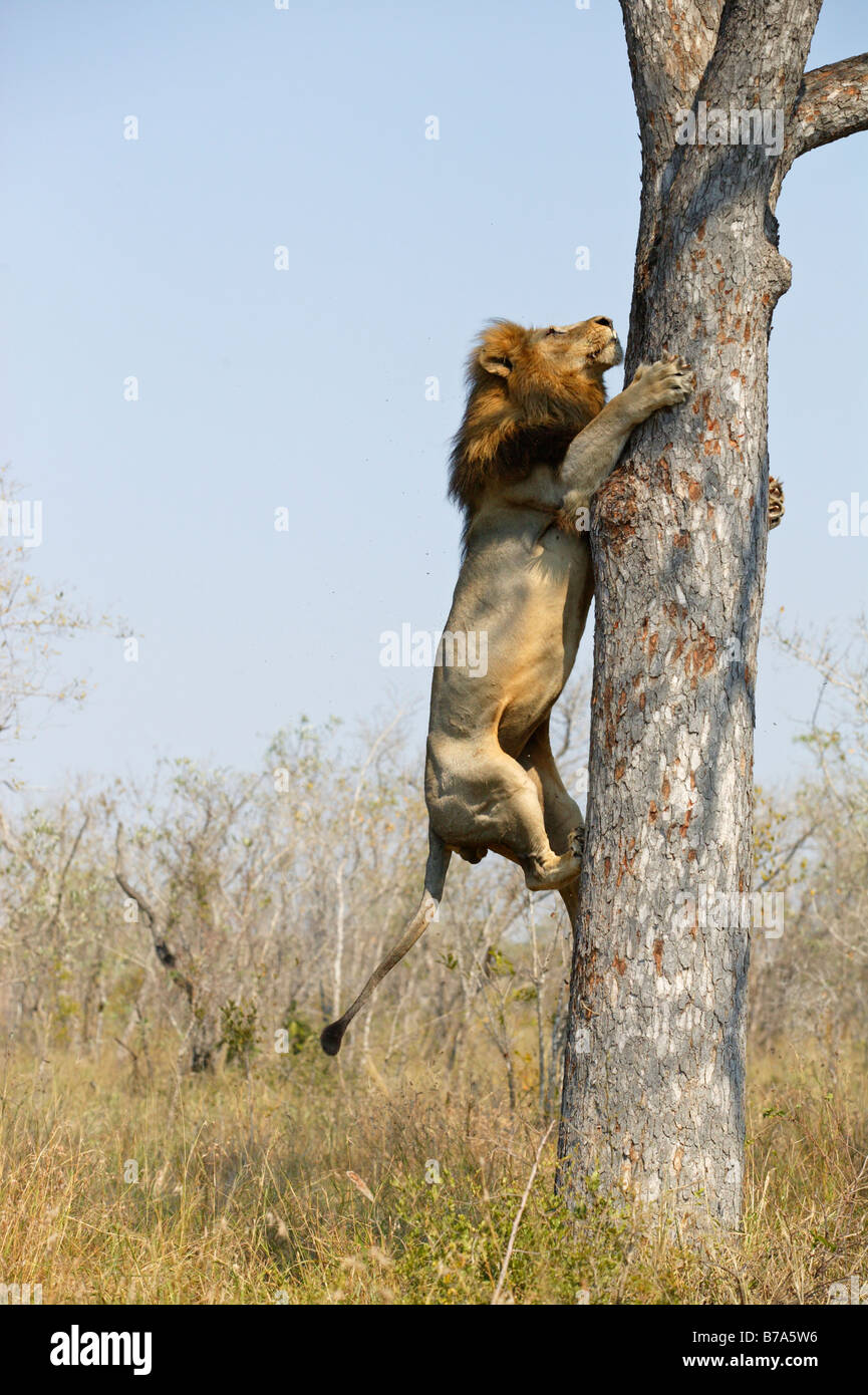 Un maschio di leone di arrampicarsi su un albero di Marula per neutralizzare i resti di un kill di Leopard Foto Stock