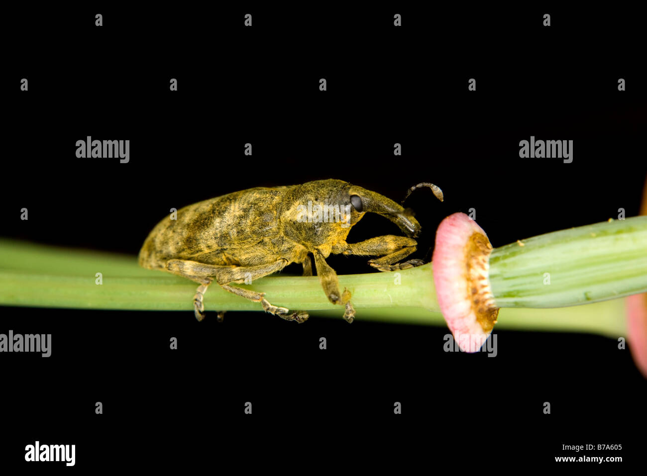 Snout beetle della famiglia Curculionidae dell'ordine dei coleotteri Foto Stock