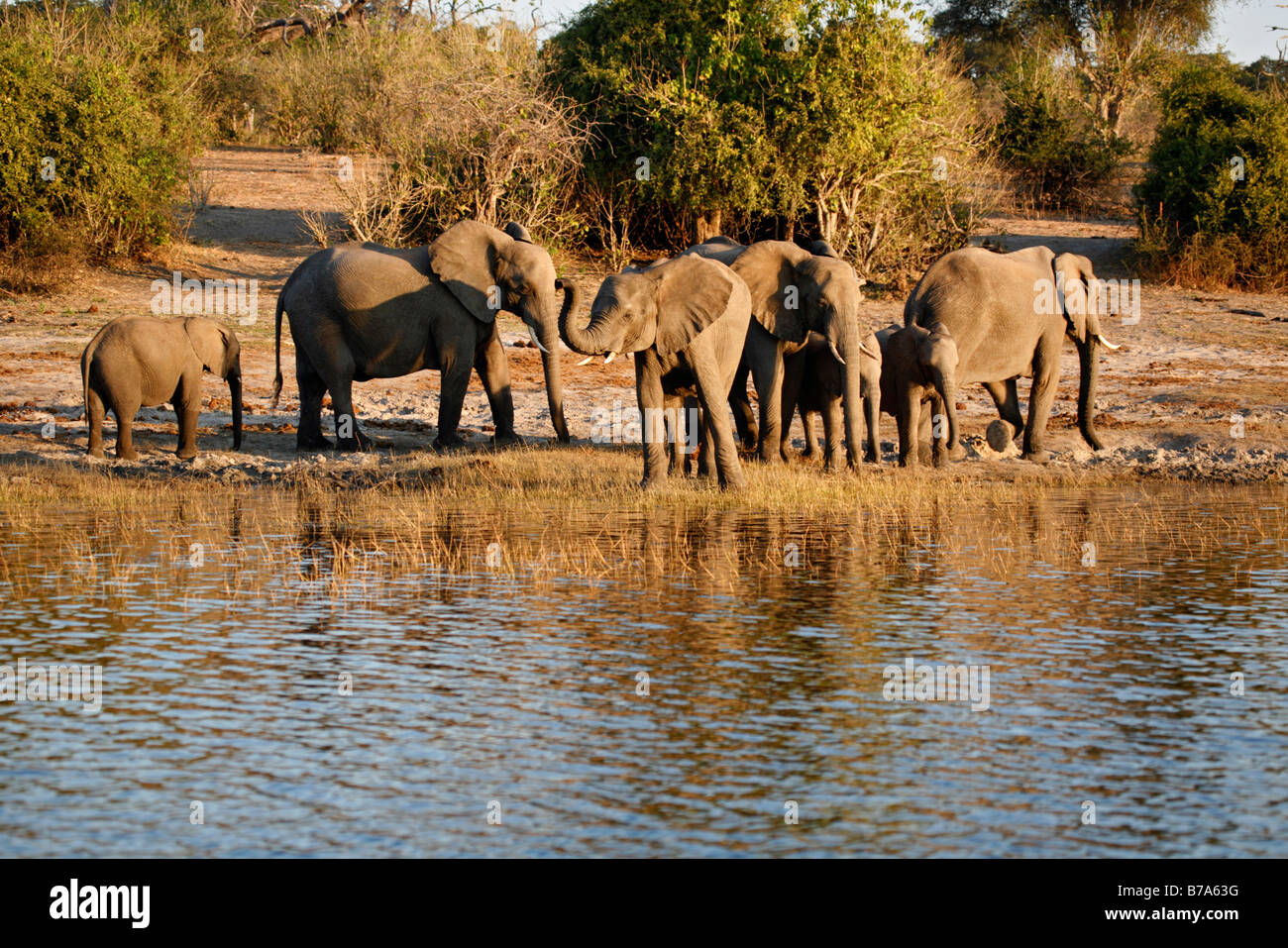 Un branco di elefanti sulle rive del fiume Chobe nel tardo pomeriggio per bere Foto Stock
