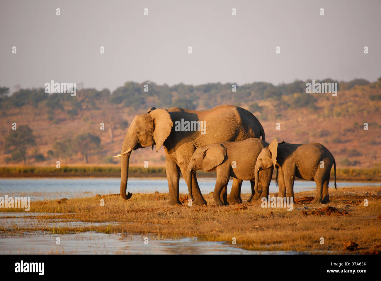 Tre gli elefanti sulle rive del fiume Chobe Foto Stock