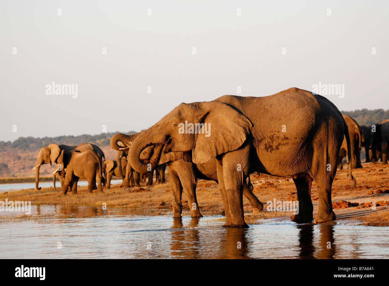 Un branco di elefanti sulle rive del fiume Chobe nel tardo pomeriggio per bere Foto Stock