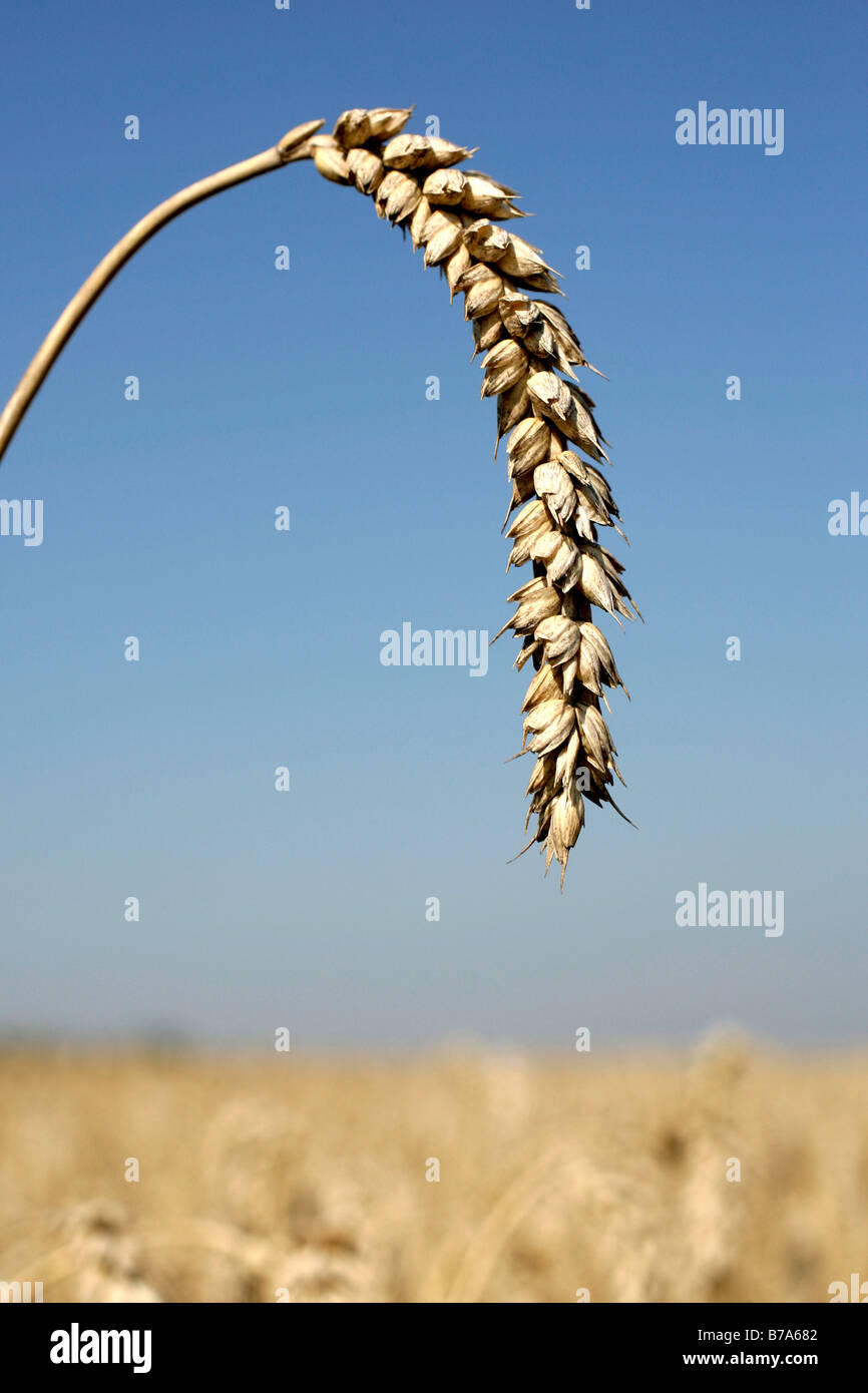 Orecchio di frumento, campo di grano vicino a Regensburg, Baviera, Germania, Europa Foto Stock