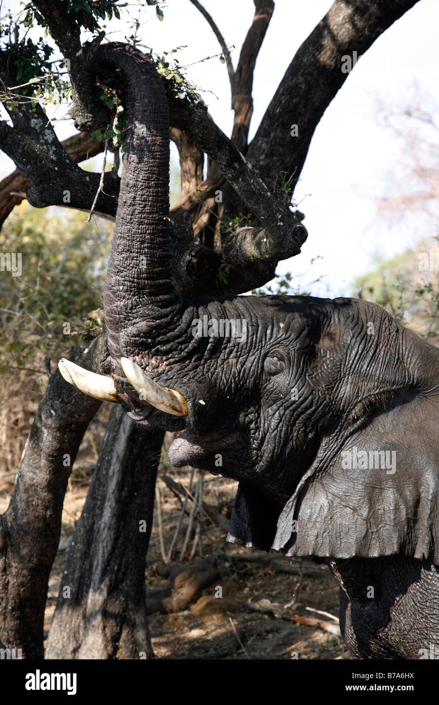 Ritratto di un umido dell' elefante africano fino a raggiungere il feed su foglie in una struttura ad albero Foto Stock