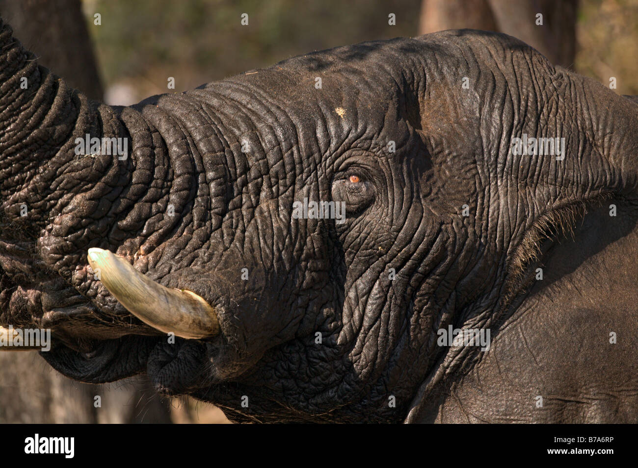 Ritratto a tenuta di un umido dell' elefante africano di raggiungere con il suo tronco Foto Stock