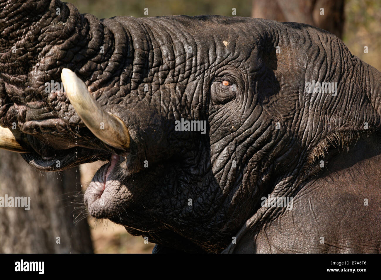 Ritratto a tenuta di un umido dell' elefante africano di raggiungere con il suo tronco e la bocca aperta Foto Stock