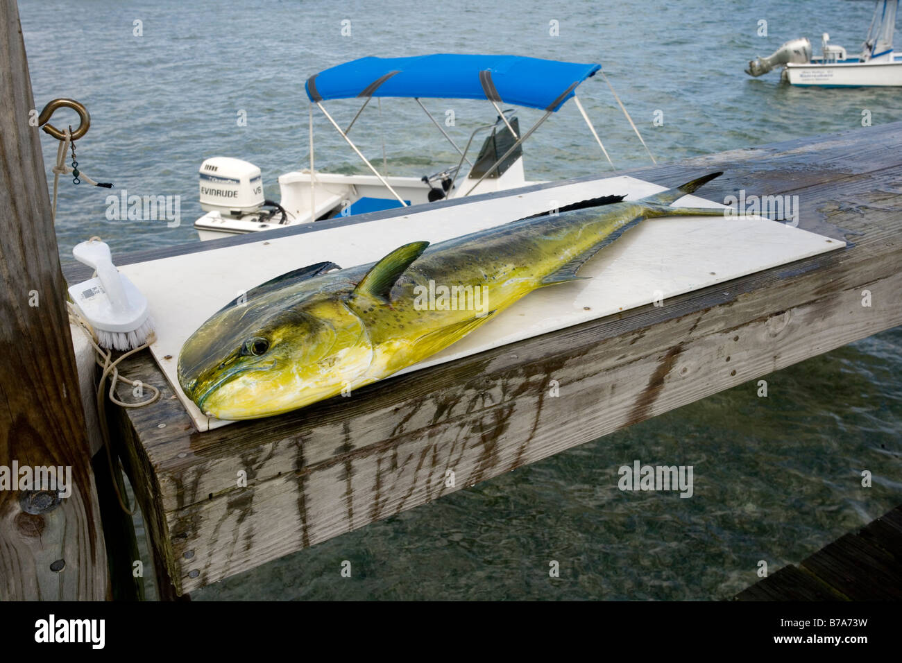 Mahi-Mahi, pesce, sul tagliere con Powerboat in background, Abaco, Bahamas Foto Stock