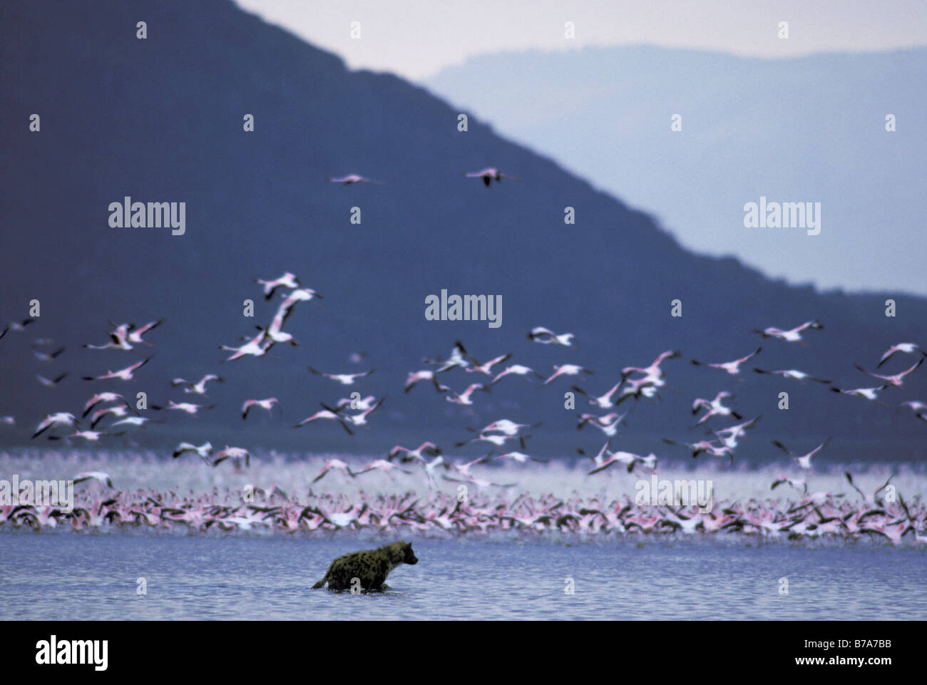 Lone Spotted hyena (Crocuta crocuta) wading dopo l enorme massa di fenicotteri rosa in acqua, alcuni decollare in volo Foto Stock