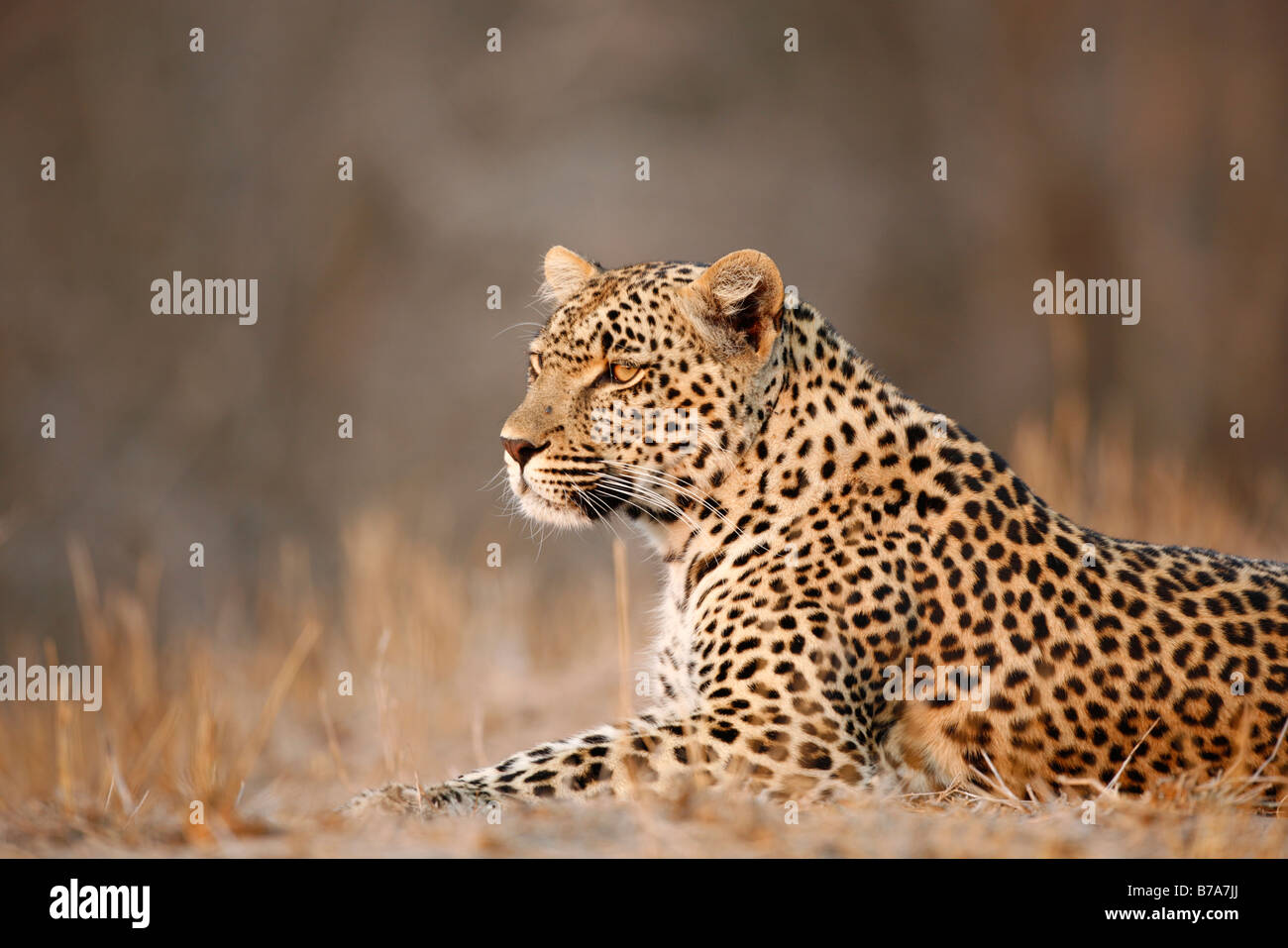 Ritratto di una donna leopard sdraiato in una luce calda Foto Stock
