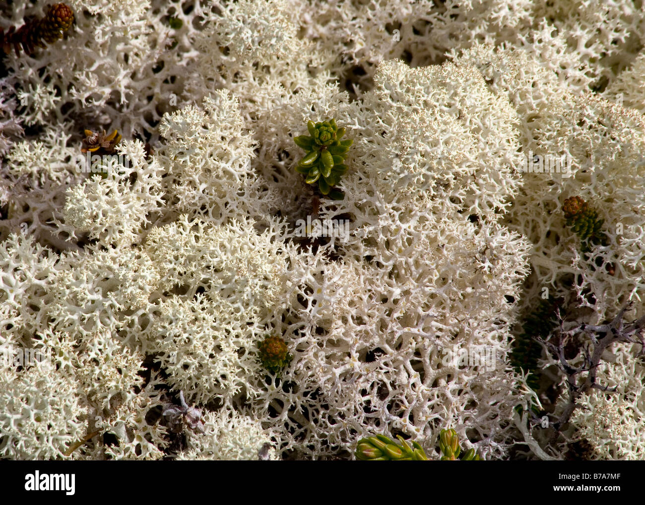 Grigio licheni delle renne anche vero licheni delle renne, (Cladonia rangiferina, Cladonia stellaris), tundra alpina, Chilkoot Trail/Pass, Foto Stock