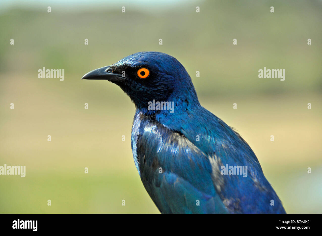 A testa azzurra Crested Flycatcher (Melaenornis pammelaina), Krueger-Nationalpark, Sud Africa e Africa Foto Stock