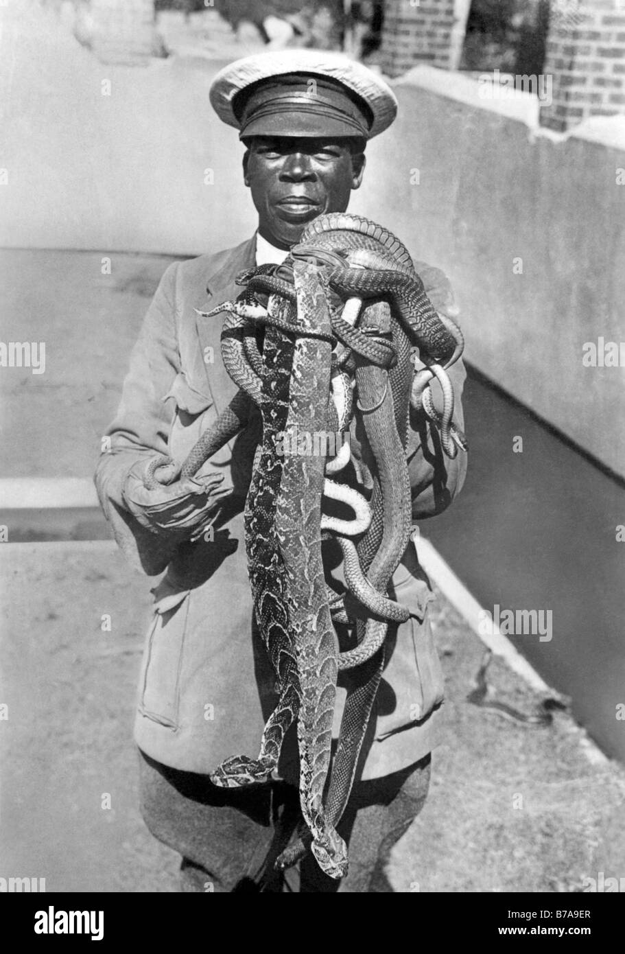 Foto storiche, lavoratore a una fattoria di serpenti, Sud Africa, ca. 1915 Foto Stock