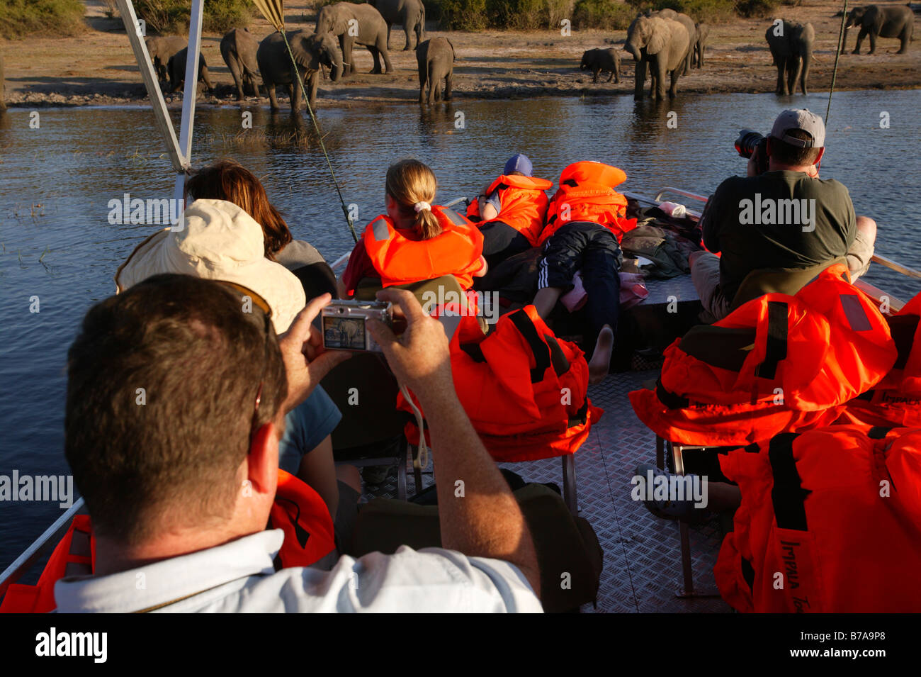 I turisti a guardare e scattare fotografie di un branco di elefanti di bere da una barca sul fiume Chobe Foto Stock