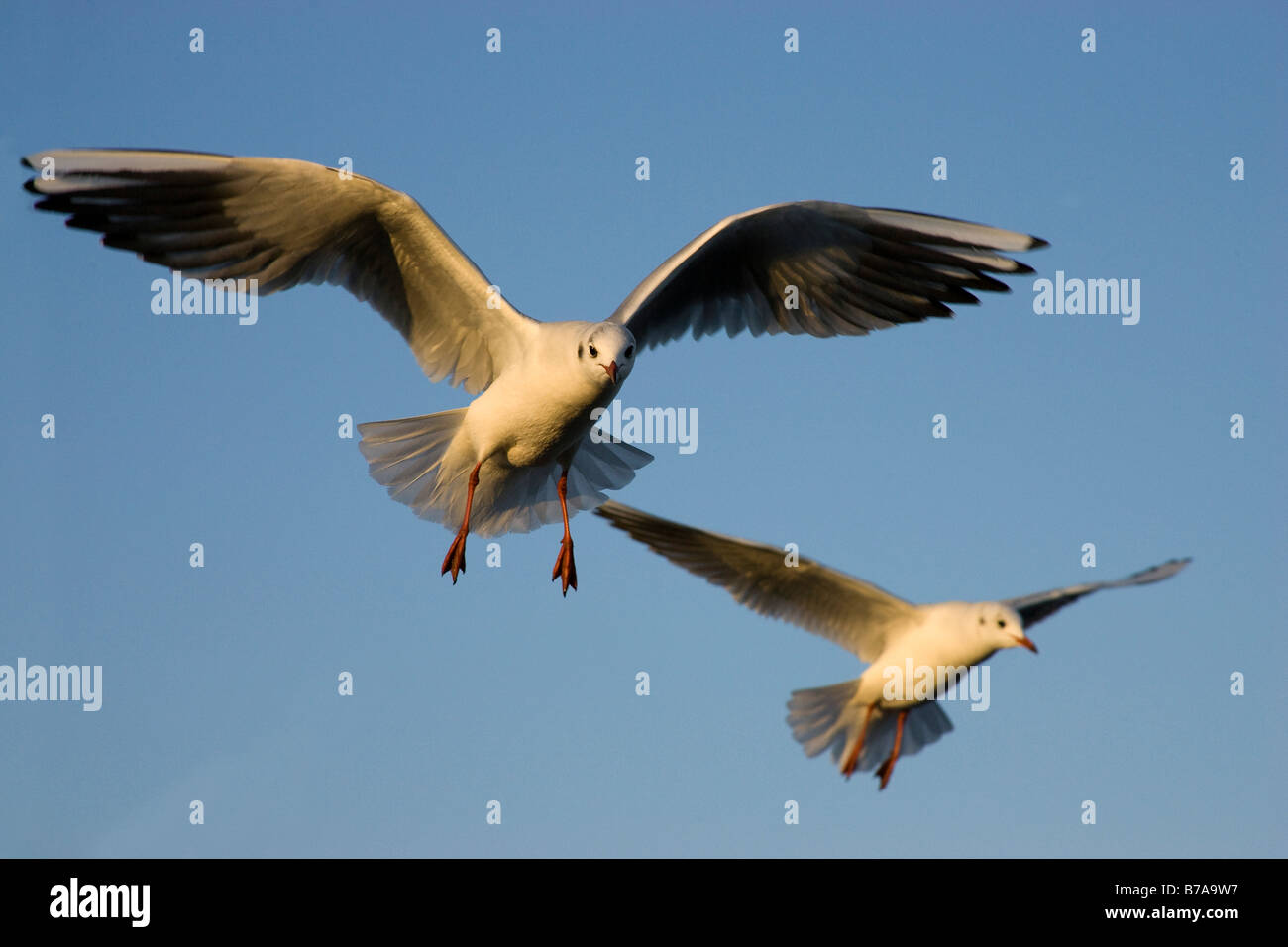 I gabbiani (Laridae) in volo Foto Stock