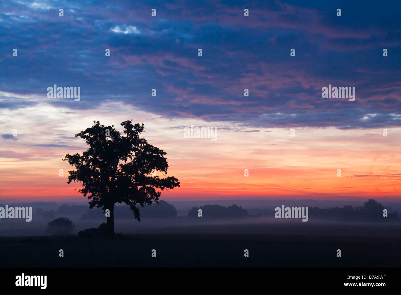 Caduche a sunrise, Baviera, Germania, Europa Foto Stock