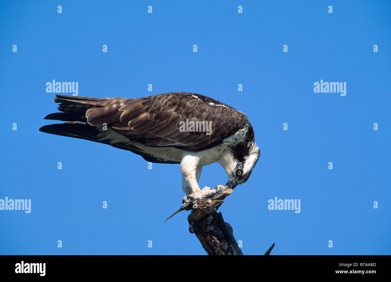 Osprey o mare Hawk (Pandion haliaetus), Sanibel Island, Florida, Stati Uniti d'America Foto Stock
