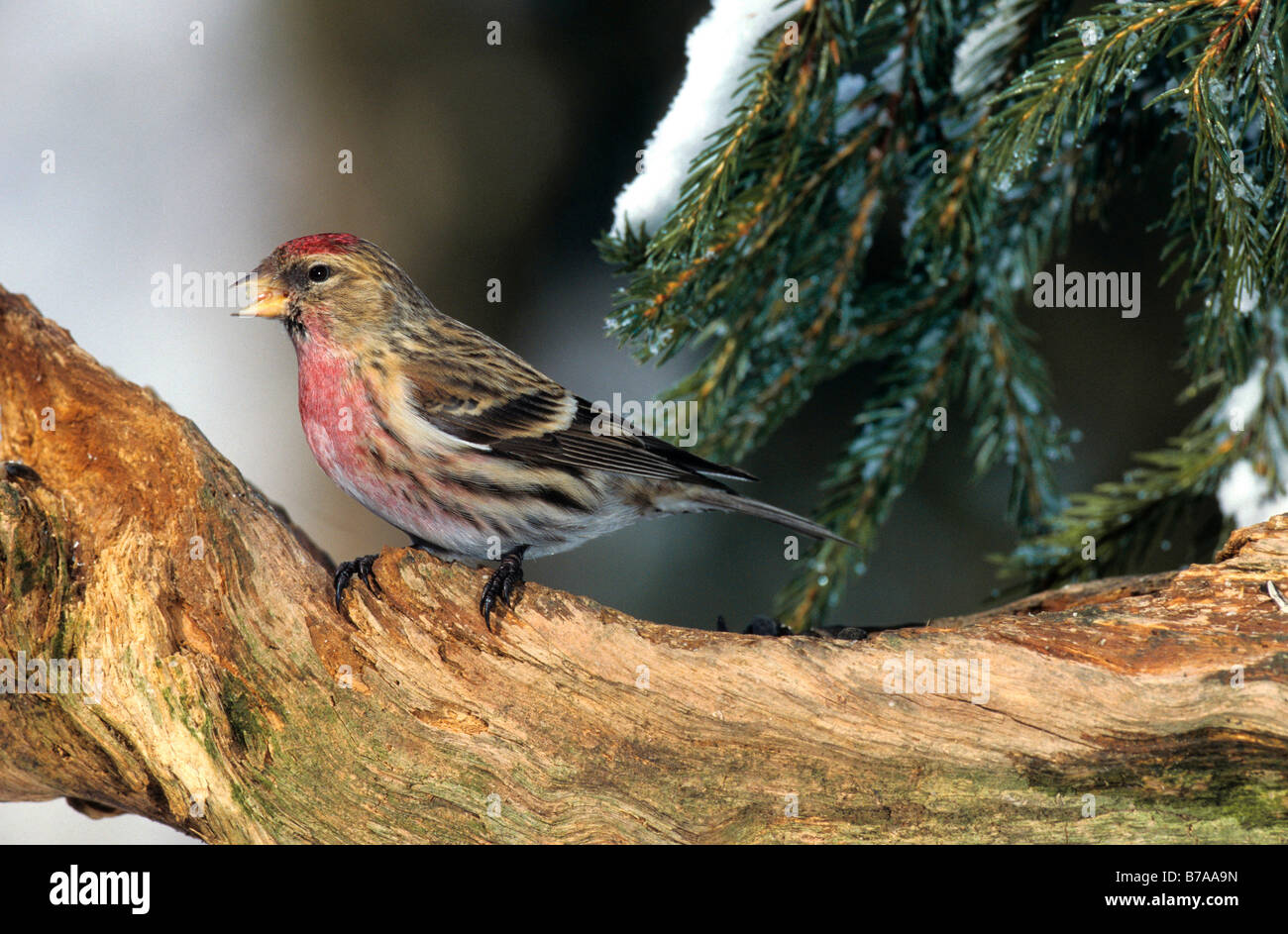 Redpoll (Carduelis flammea) in inverno Foto Stock