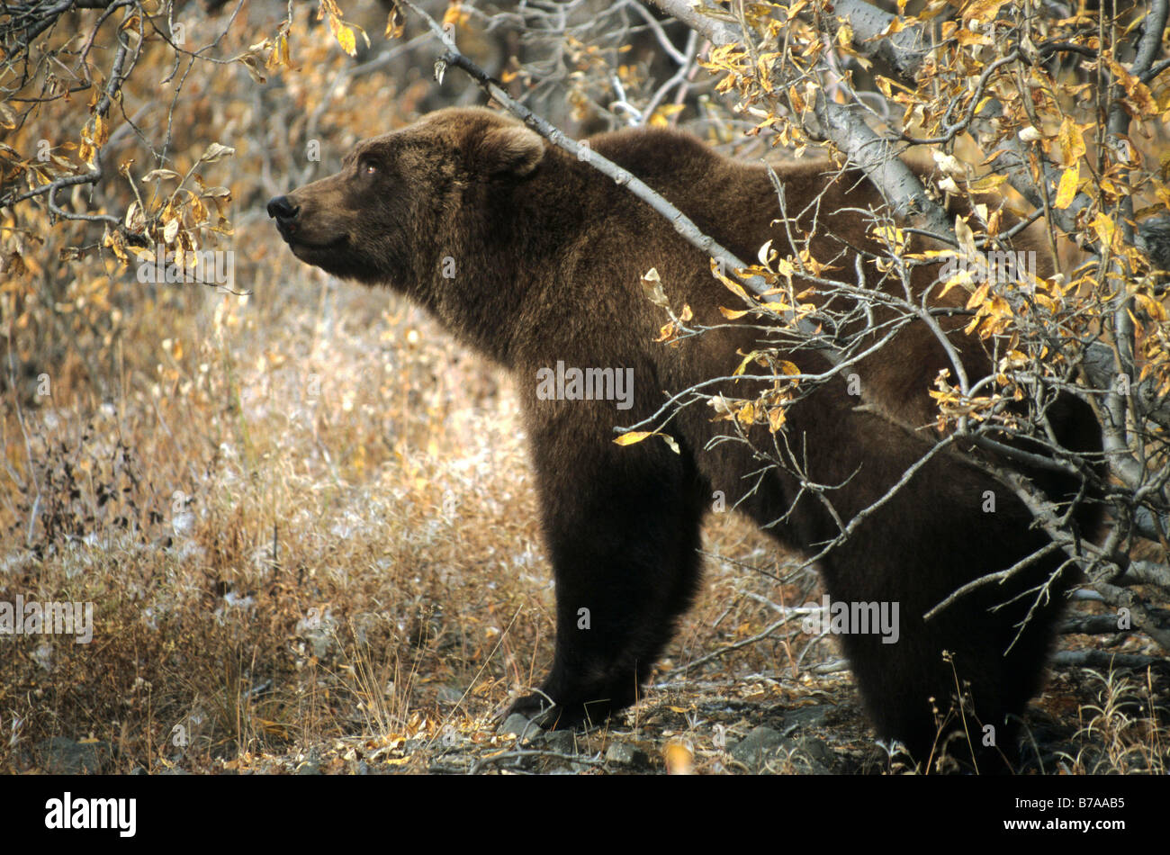 Orso grizzly (Ursus arctos horribilis), il Parco Nazionale di Denali, Alaska, America del Nord Foto Stock