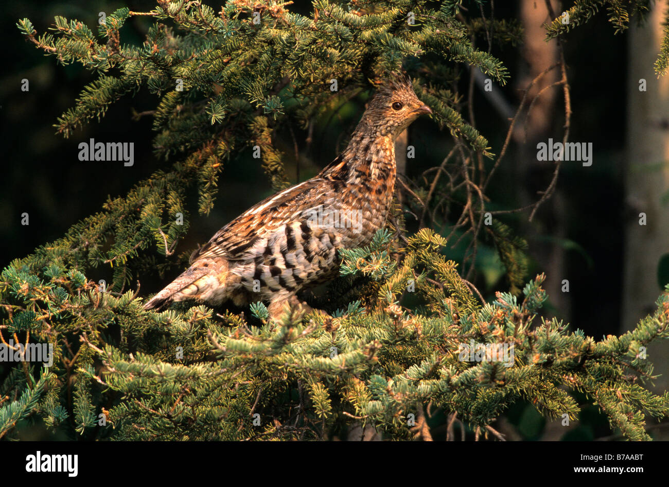 North American Abete rosso Grouse (Falcipennis canadensis), femmina, Territori del Nord-ovest, Canada, America del Nord Foto Stock