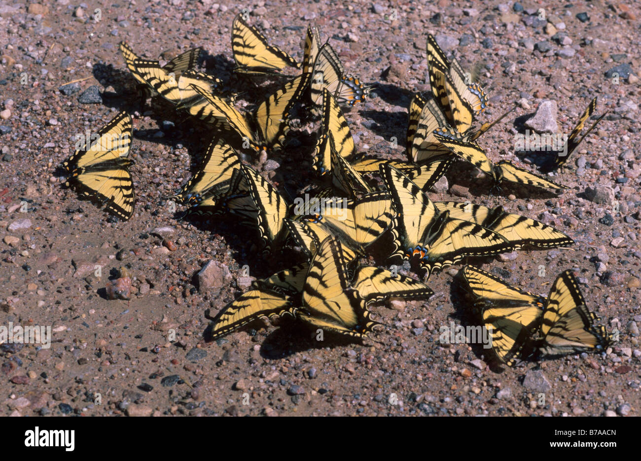 Il vecchio mondo coda forcuta (Papilio machaon) leccare i minerali dalla terra, Territori del Nord-ovest, Canada, America del Nord Foto Stock