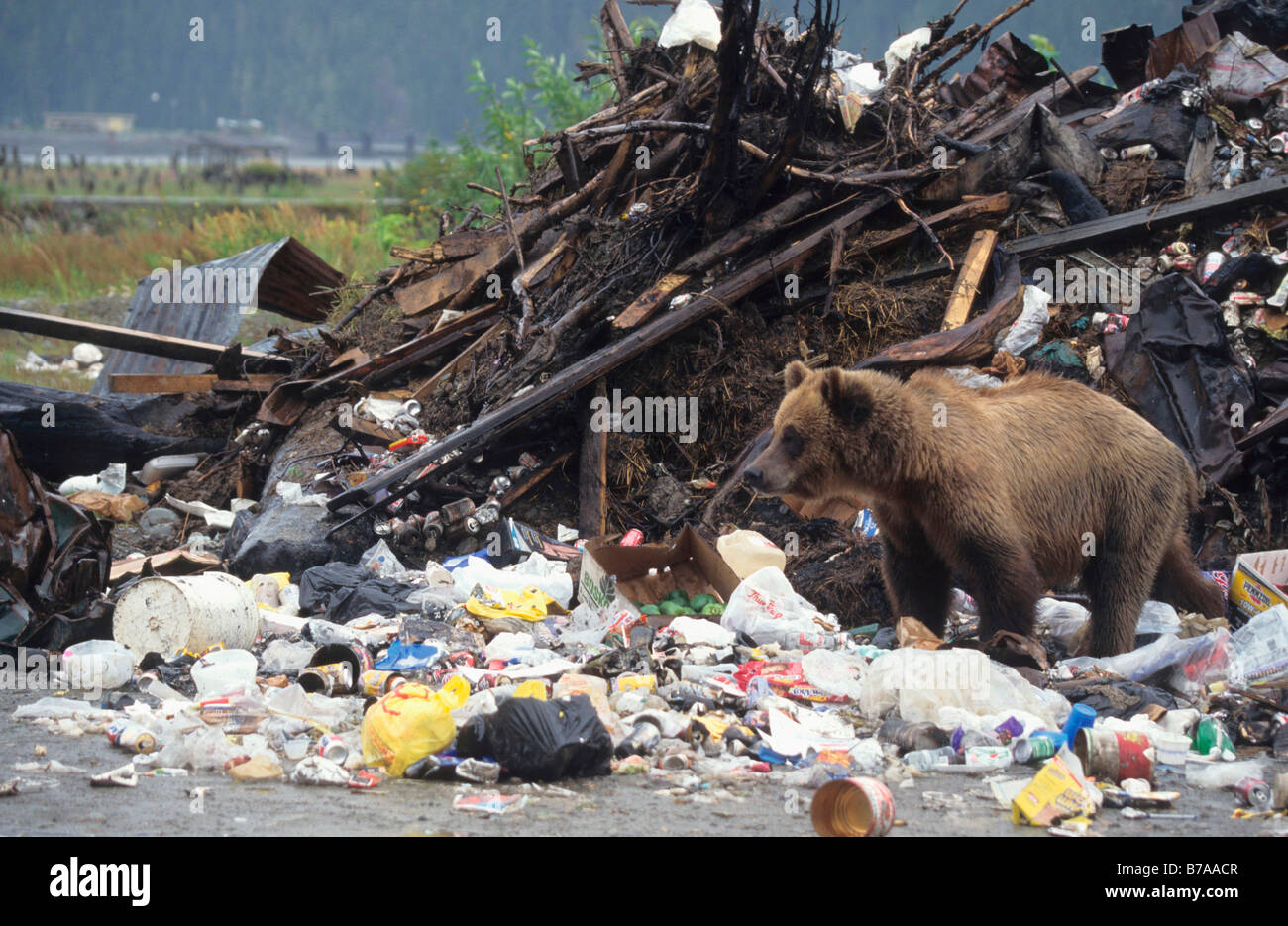 Orso grizzly (Ursus arctos horribilis) in una discarica in Alaska, America del Nord Foto Stock