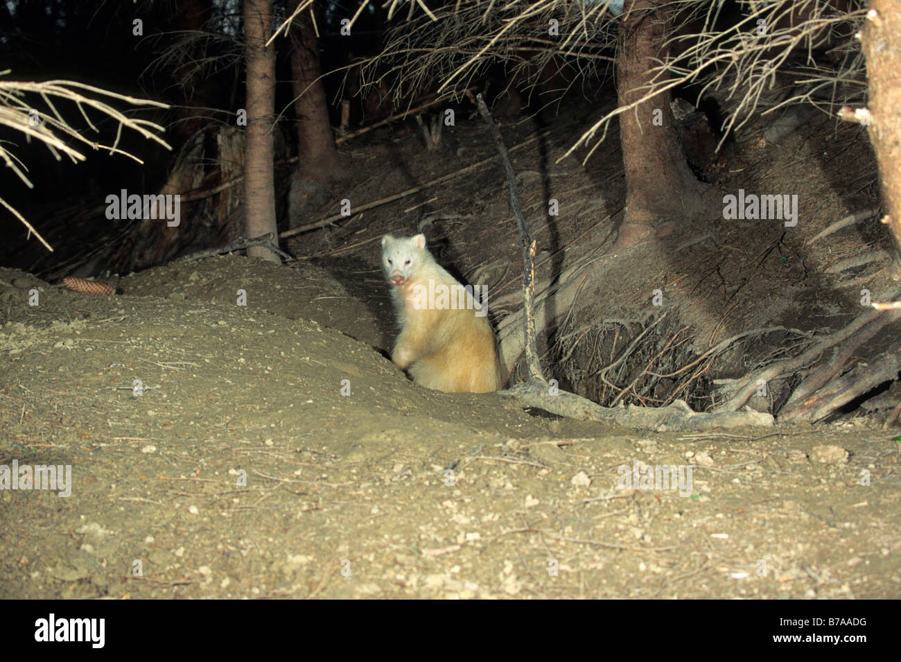 Europea (Badger Meles meles) nella sua tana, night shot, Allgaeu, Germania, Europa Foto Stock