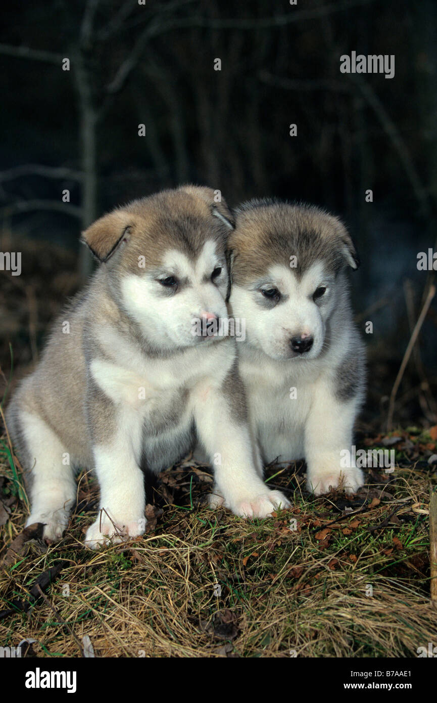 Alaskan Malamute cuccioli, 30 giorni Foto Stock