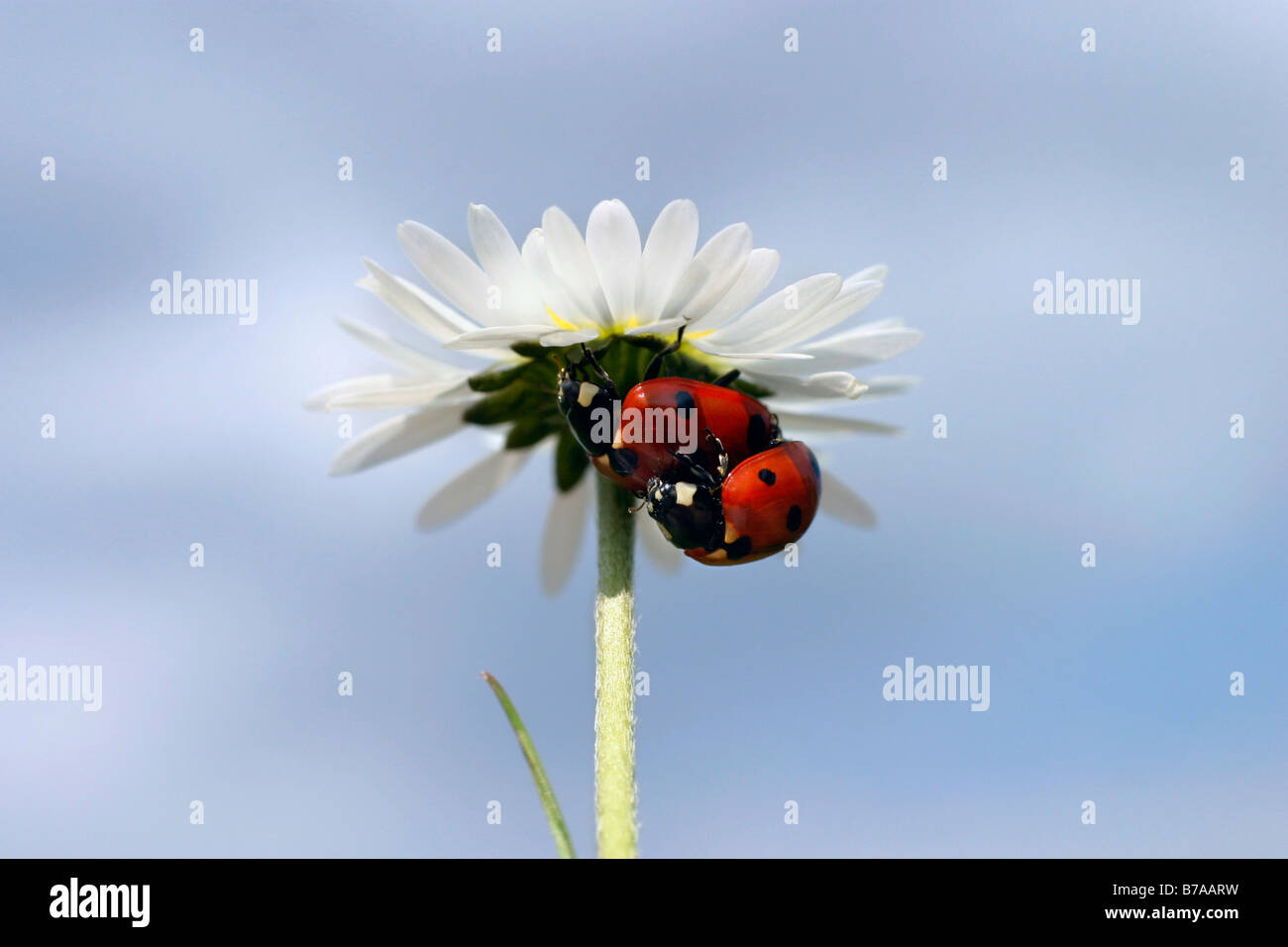 Sette-spotted Lady coleotteri (Coccinella septempunctata) sulla lingua inglese daisy, prato inglese daisy (Bellis perennis), Sidonie, bianco C Foto Stock