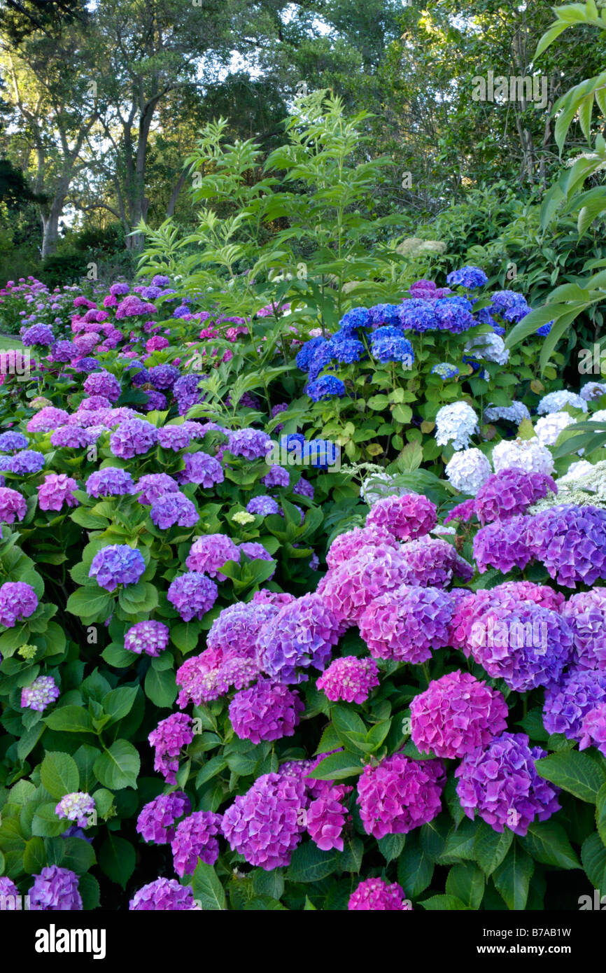 Big-lasciava ortensia (Hydrangea macrophylla) Foto Stock