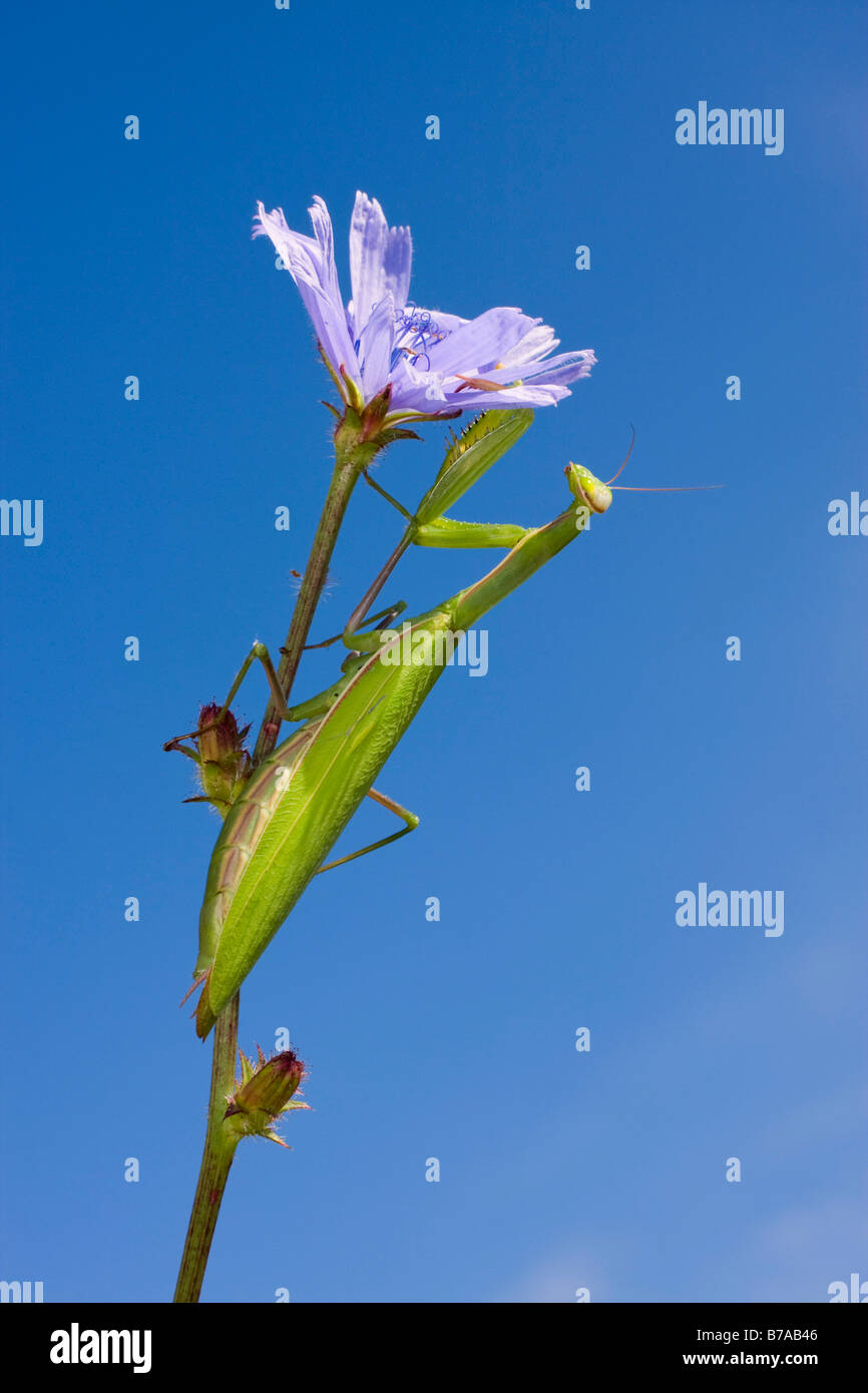 Mantide religiosa, mantid europea (mantide religiosa) appollaiato sul gambo di un comune cicoria, marinai blu, (Cichorium cicoria, CIC Foto Stock