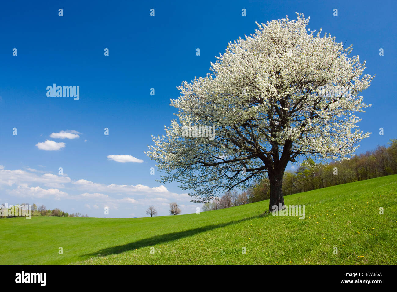 Paesaggio di primavera in Planavy, Bile Karpaty, Bianco Carpazi, paesaggio protetto area, Moravia Repubblica Ceca, Europa Foto Stock