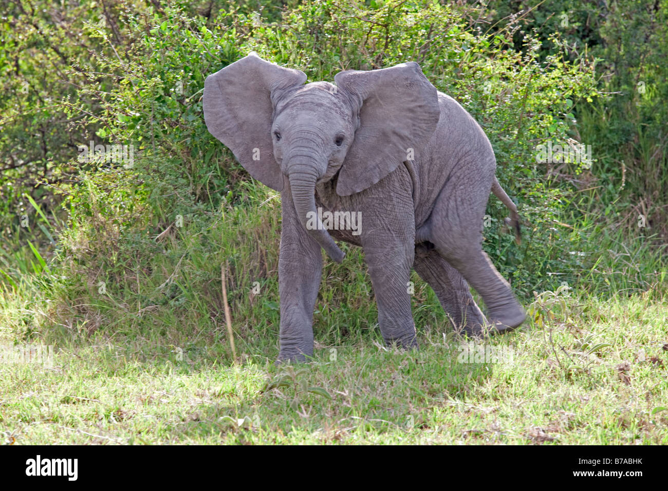 Elefante threateneing vitello Masai Mara riserva nord Kenya Foto Stock