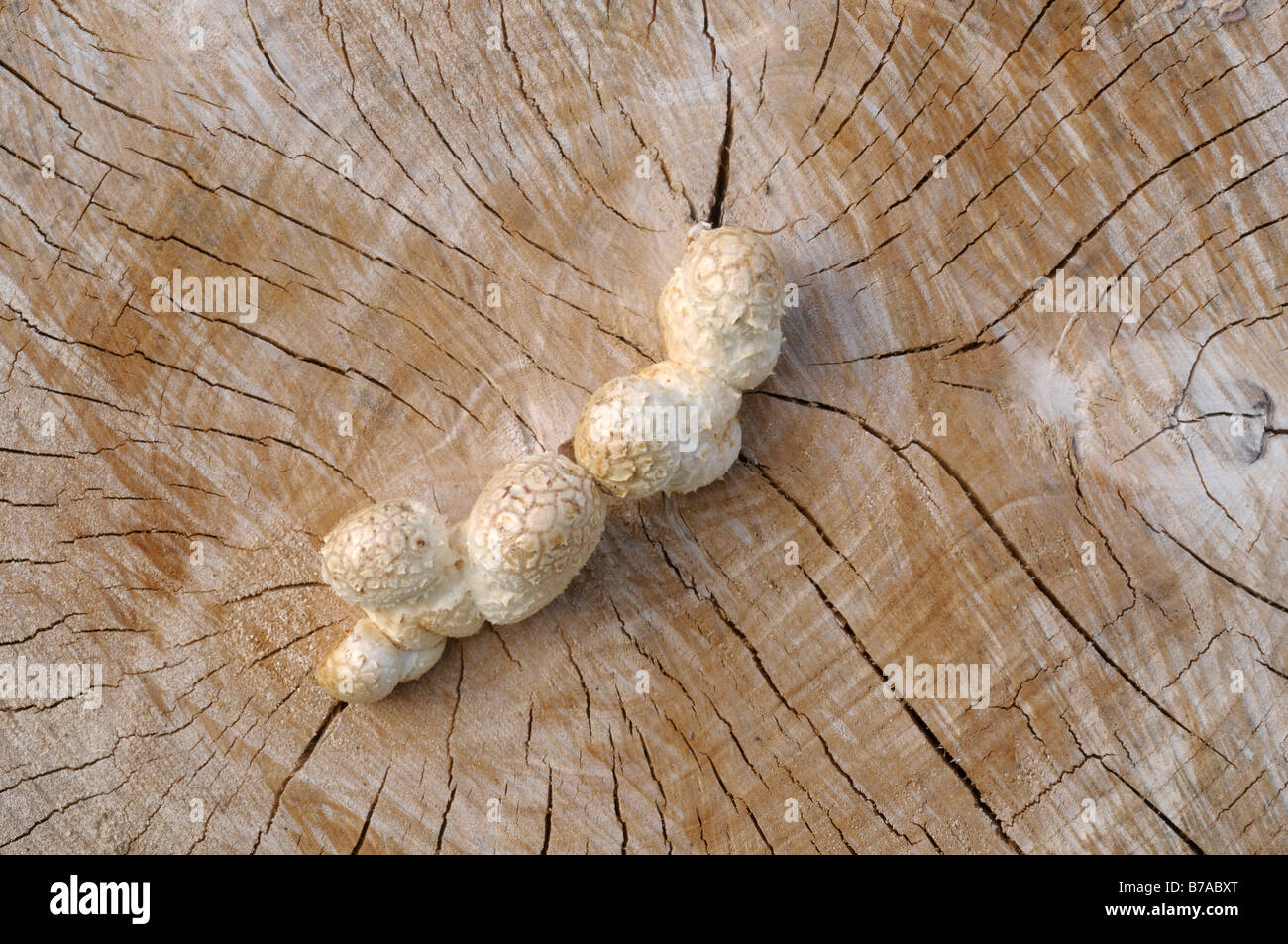 I funghi che crescono in la crepa di un ceppo di albero, legno morto, marciume o decomponendo il legno Foto Stock