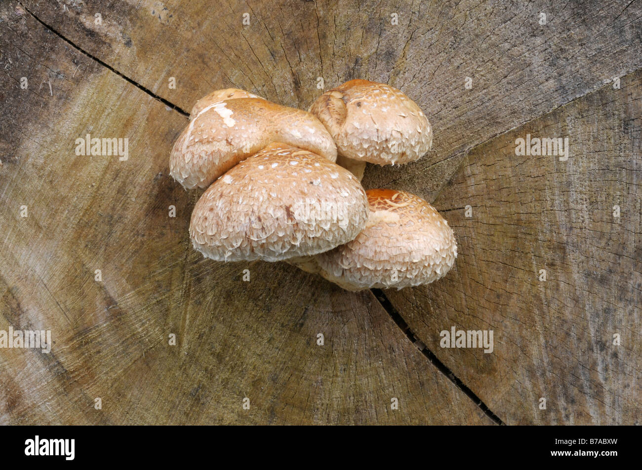 Funghi (Agaricomycetidae) che cresce sull'estremità anteriore di un ceppo di albero, legno morto Foto Stock