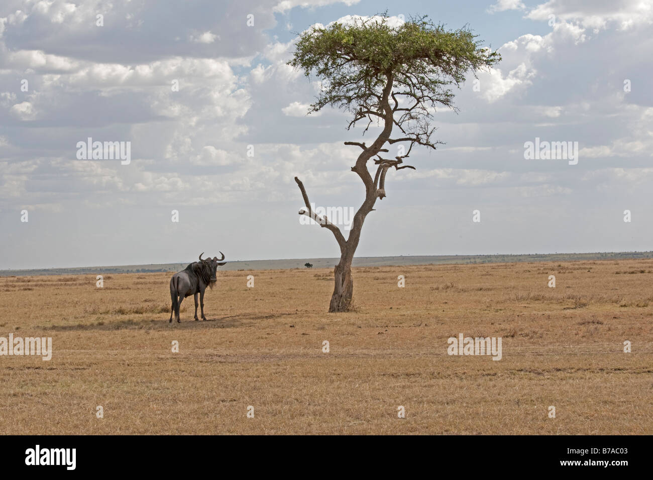 Gnu Connochaetes taurinus su Savannah pianure Masai Mara riserva nord Kenya Foto Stock